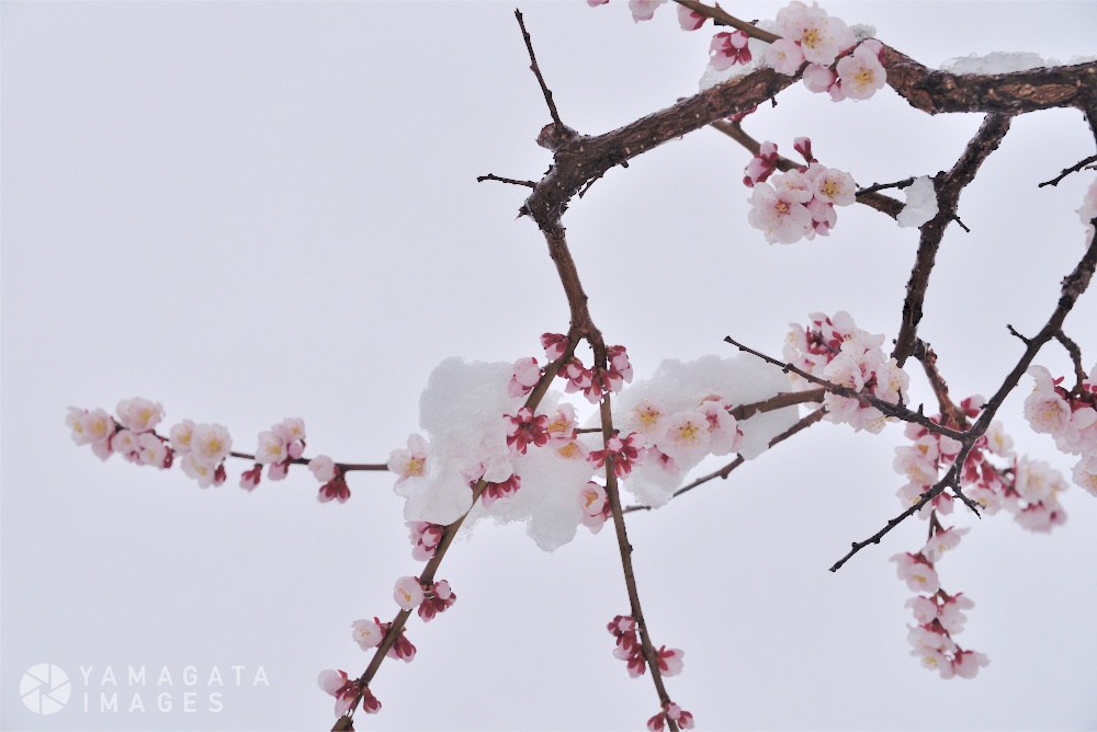 雪中梅 霞城公園 Photograph 有限会社マン クリエイト 山形